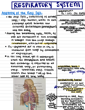 Genetics Practice Problems - The Five Steps Associated With Solving a ...