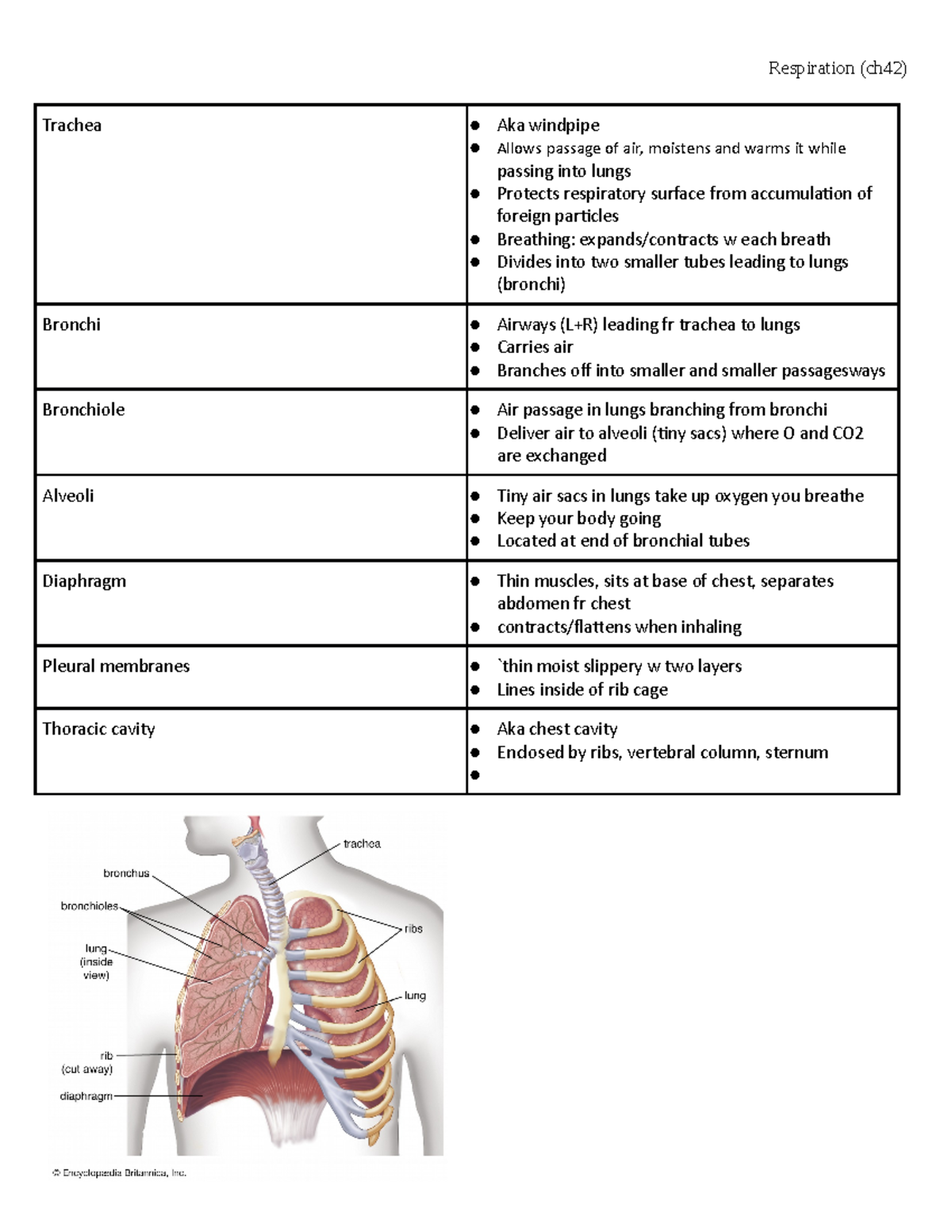 Respiration (ch 42) - Definitions based on Campbell Biology 10th ...