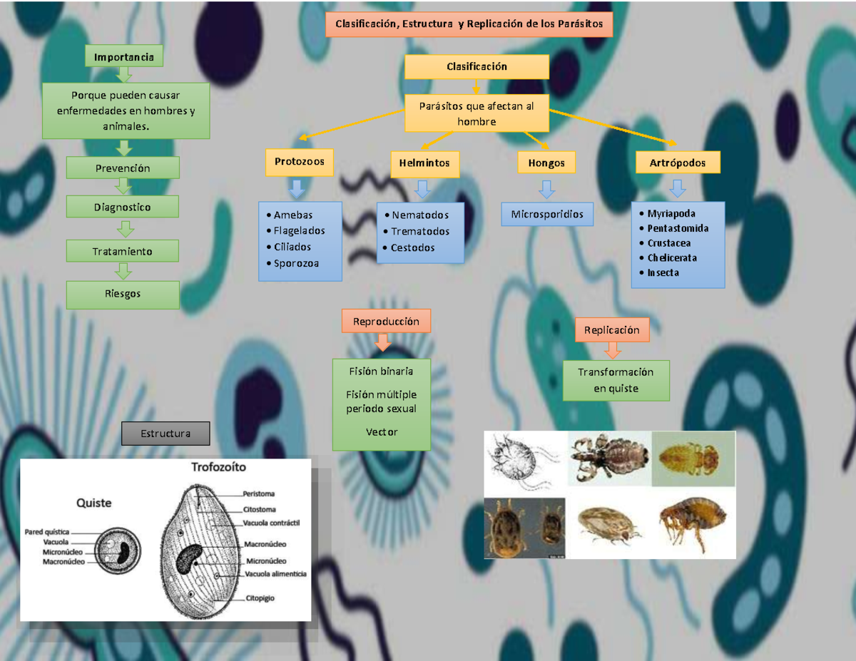 Generalidades Parasitologia - Estructura y de los Importancia Porque