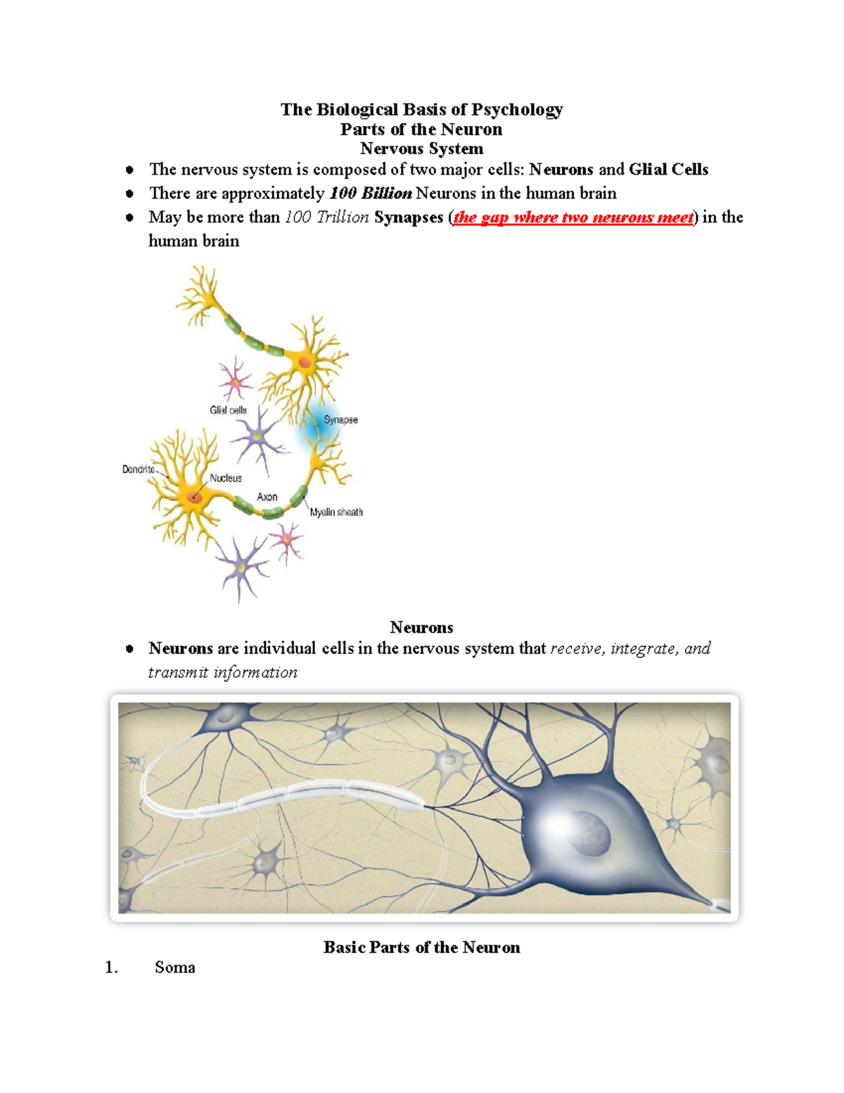 Module 3 - Biological Basis Of Psychology Part 1 - The Biological Basis ...