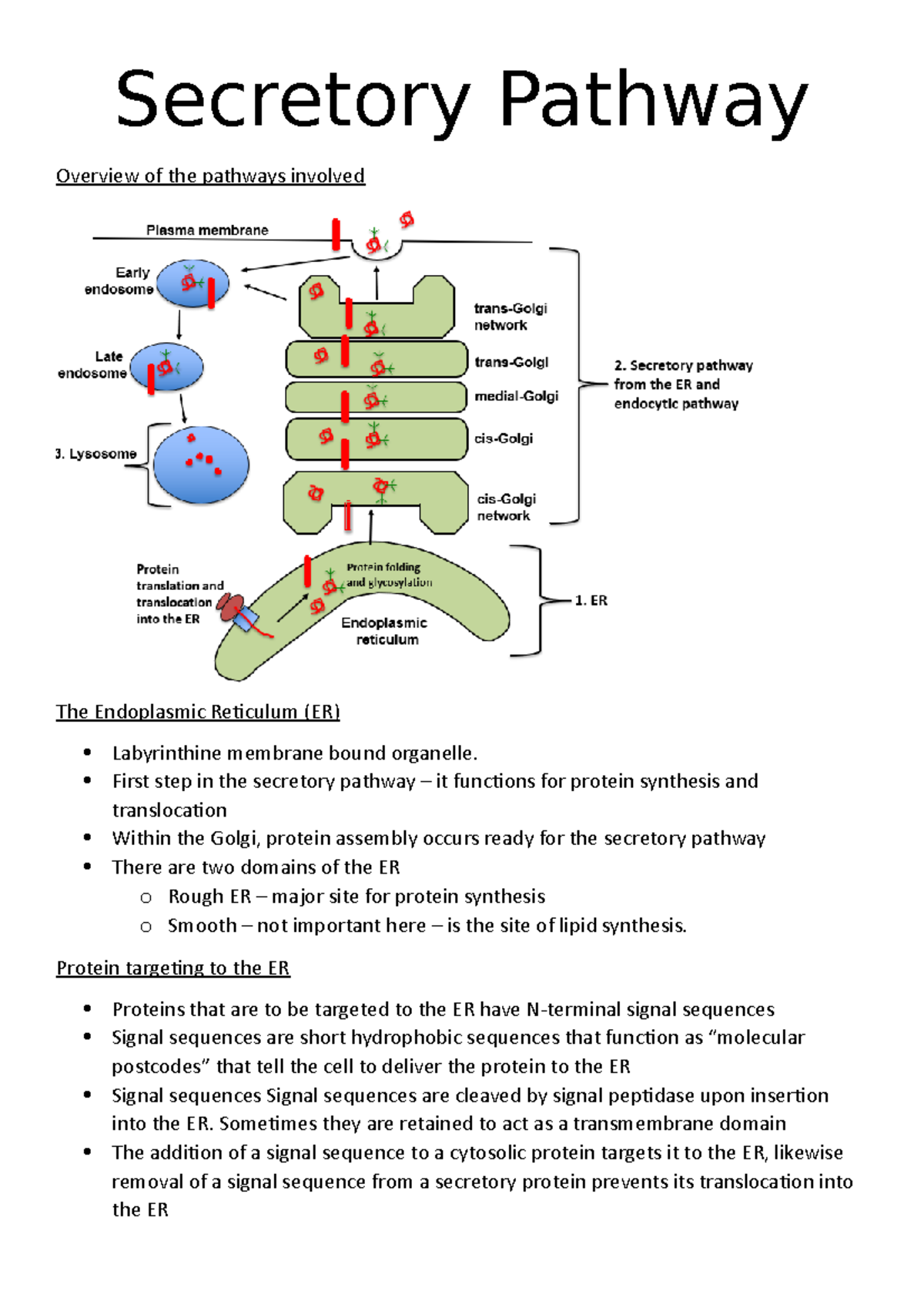 secretory-pathway-6-lecture-notes-6-secretory-pathway-overview-of