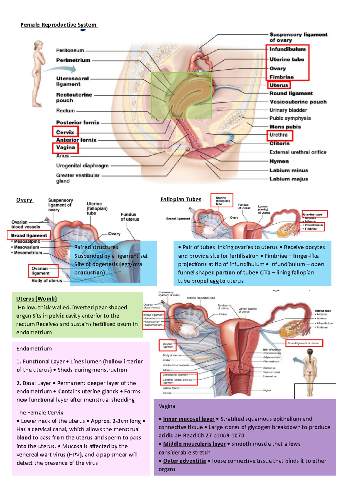 Lecture Notes on Female Reproductive System including diagrams - Female ...