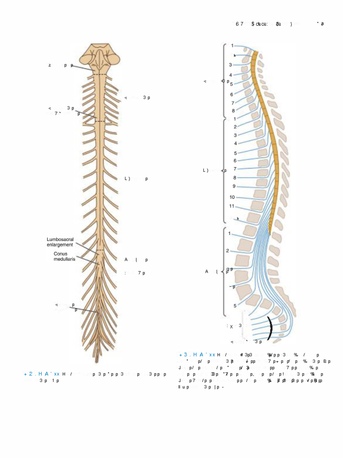 Clinical Neuroanatomy-20 - z p p