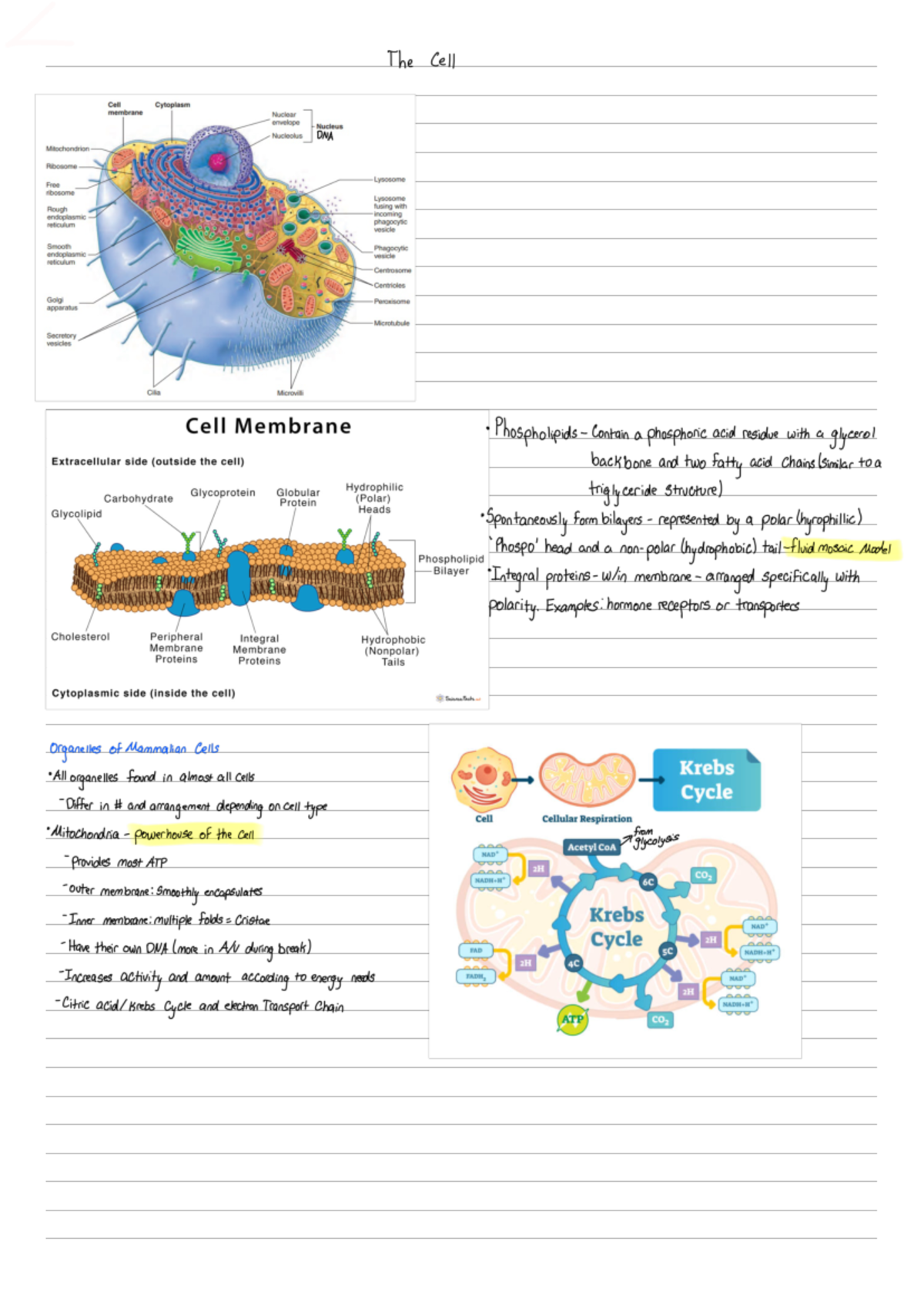 The Cell - how the cell works - The Cel Nuclear icsante Nucleus ...