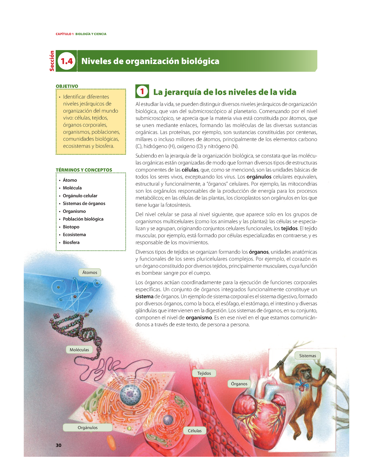 Niveles De Organización Biológica - CAPÍTULO 1 BIOLOGÍA Y CIENCIA 30 1 ...