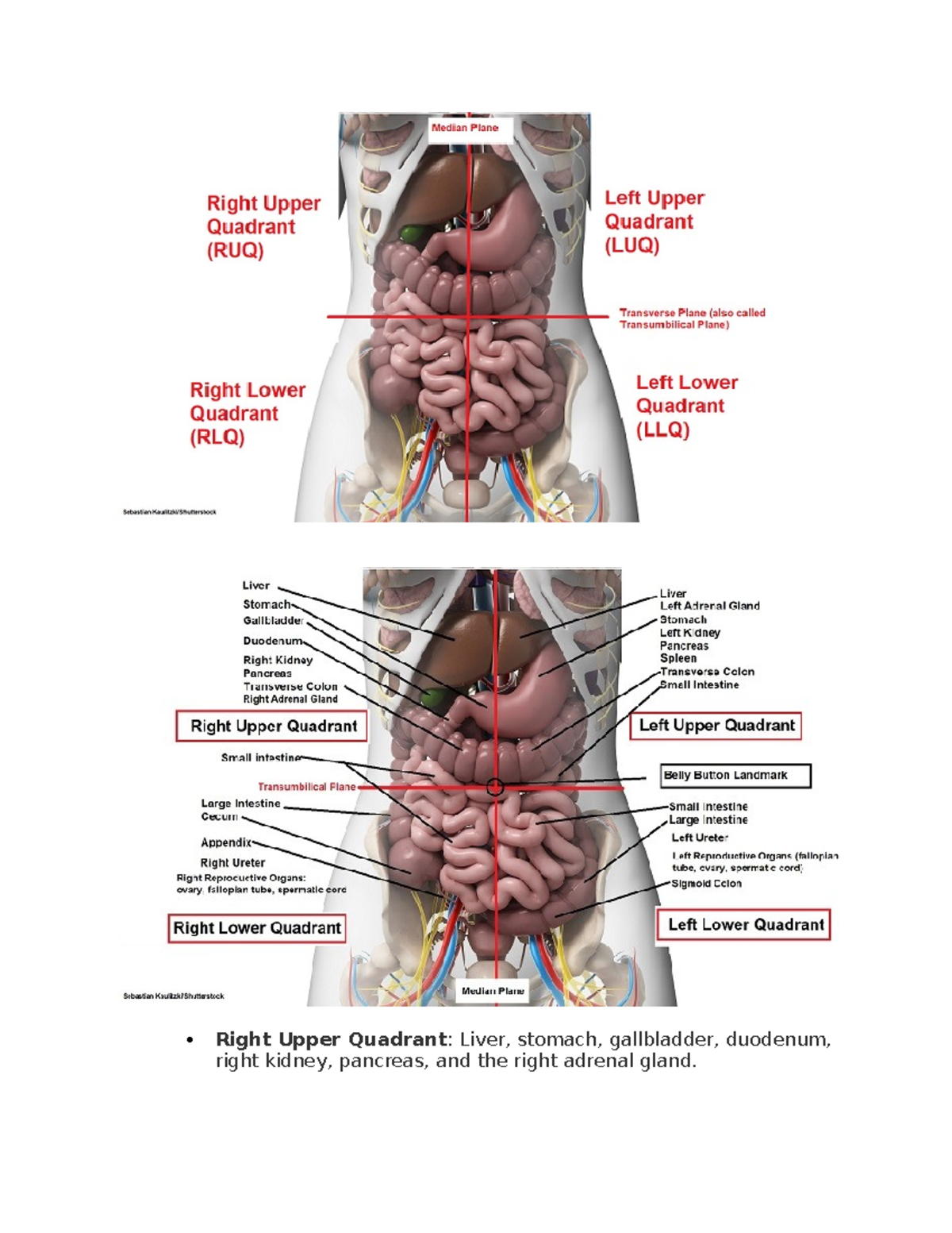 Right Upper Quadrant Cuadrantes Anat micos Right Upper Quadrant 