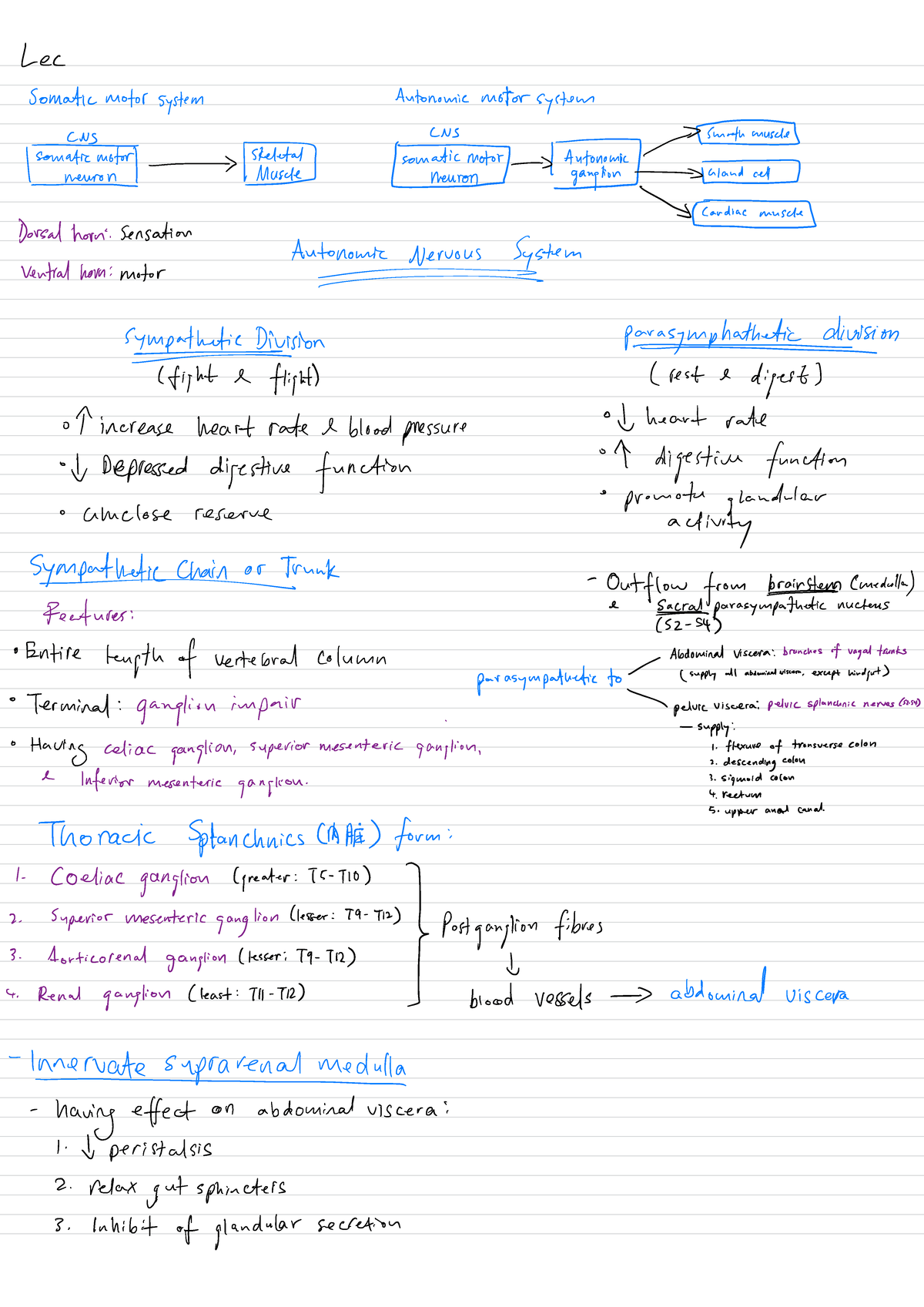 Anat3007 Notes - Lec Somatic motor system Autonomic motor system CNS ...