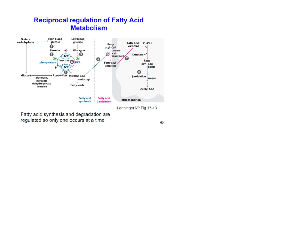 Fatty Acids Metabolism Slide Graphs - BIOC 3560 - Studocu
