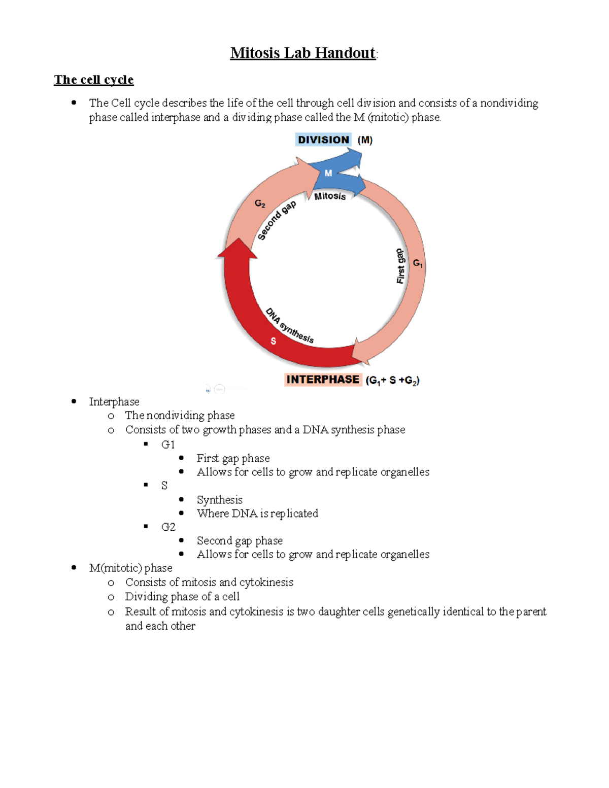 Mitosis Lab Worksheet - Mitosis Lab Handout : The cell cycle The Cell ...