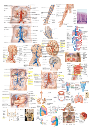 Human Anatomy Case Study#1 - Case Study Number 1 Student Name ...