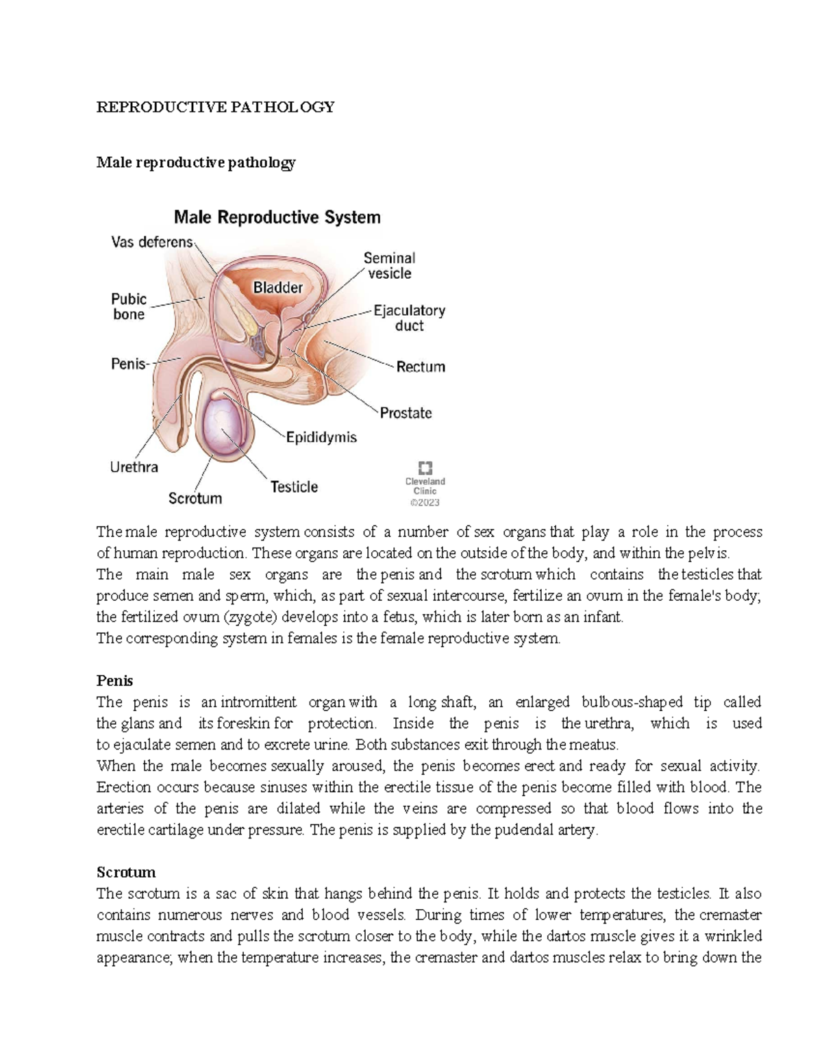 Reproductive Pathology - REPRODUCTIVE PATHOLOGY Male reproductive ...