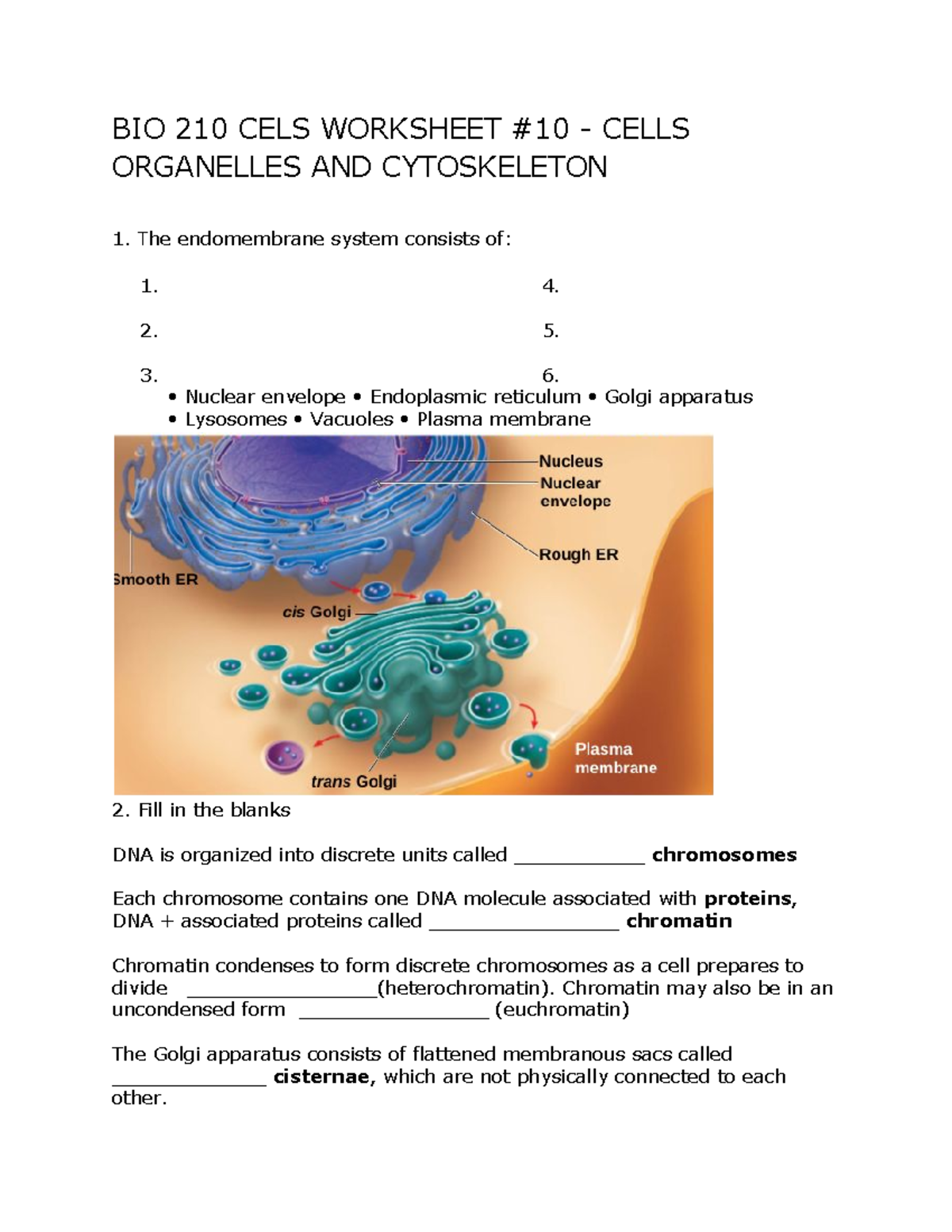 The Cytoskeleton Quizlet - 25rwsr2