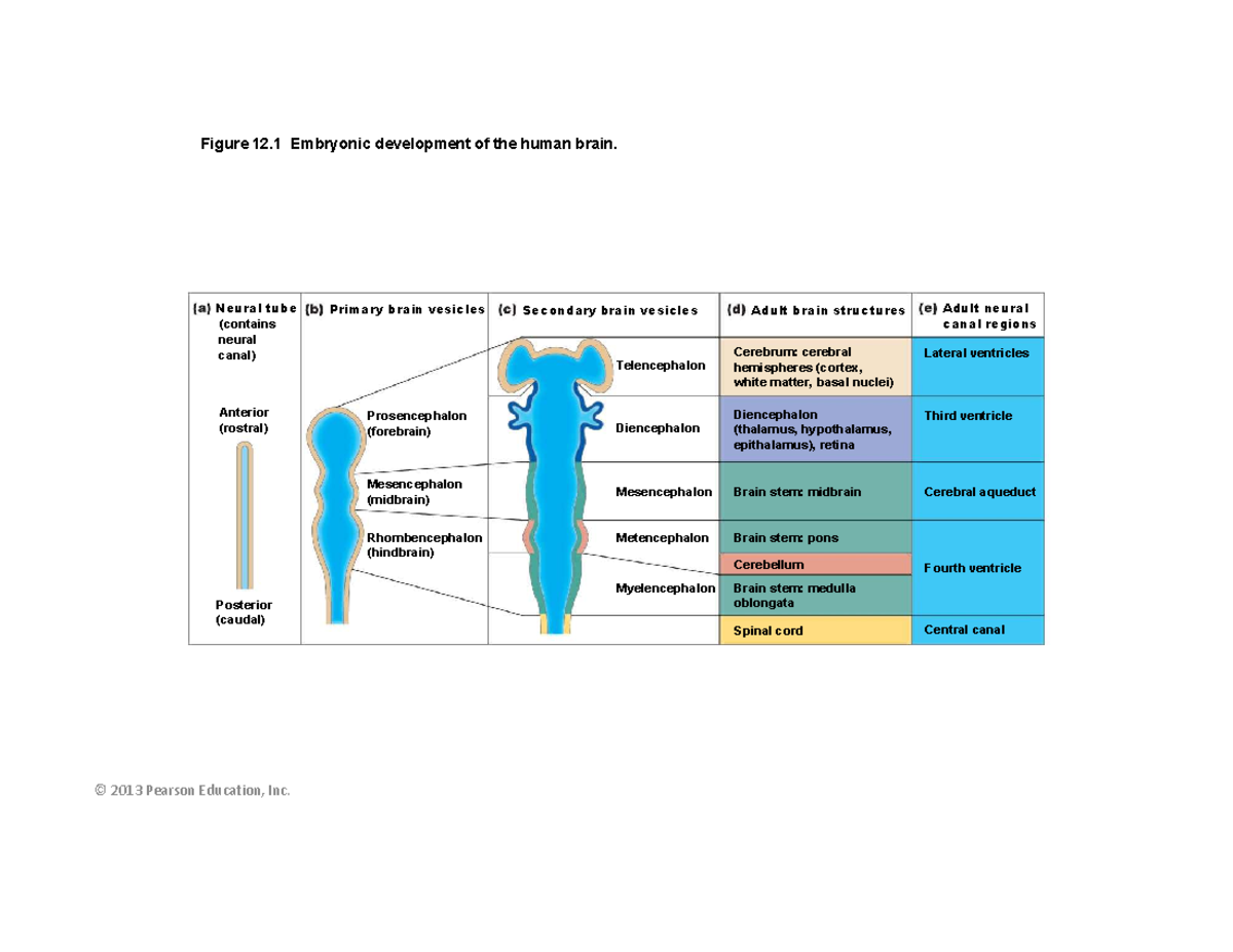Lab 9 neuroanatomy and reflex additional supplement - Figure 12 ...