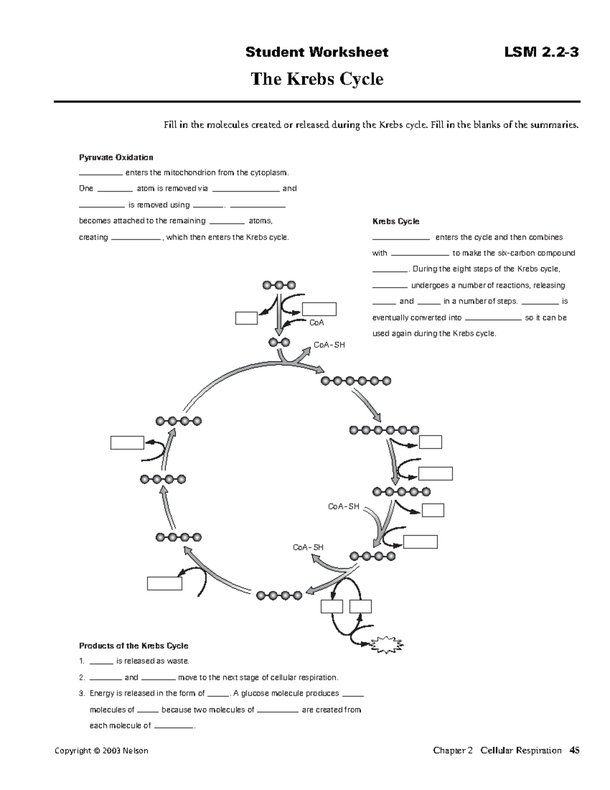 Krebs Cycle Worksheet Copyright © 2003 Nelson Chapter 2 Cellular