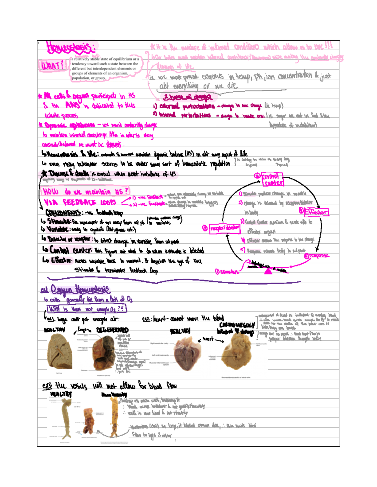 2–Homeostasis - First Semester Lecture Notes Before Midterm 1 ...