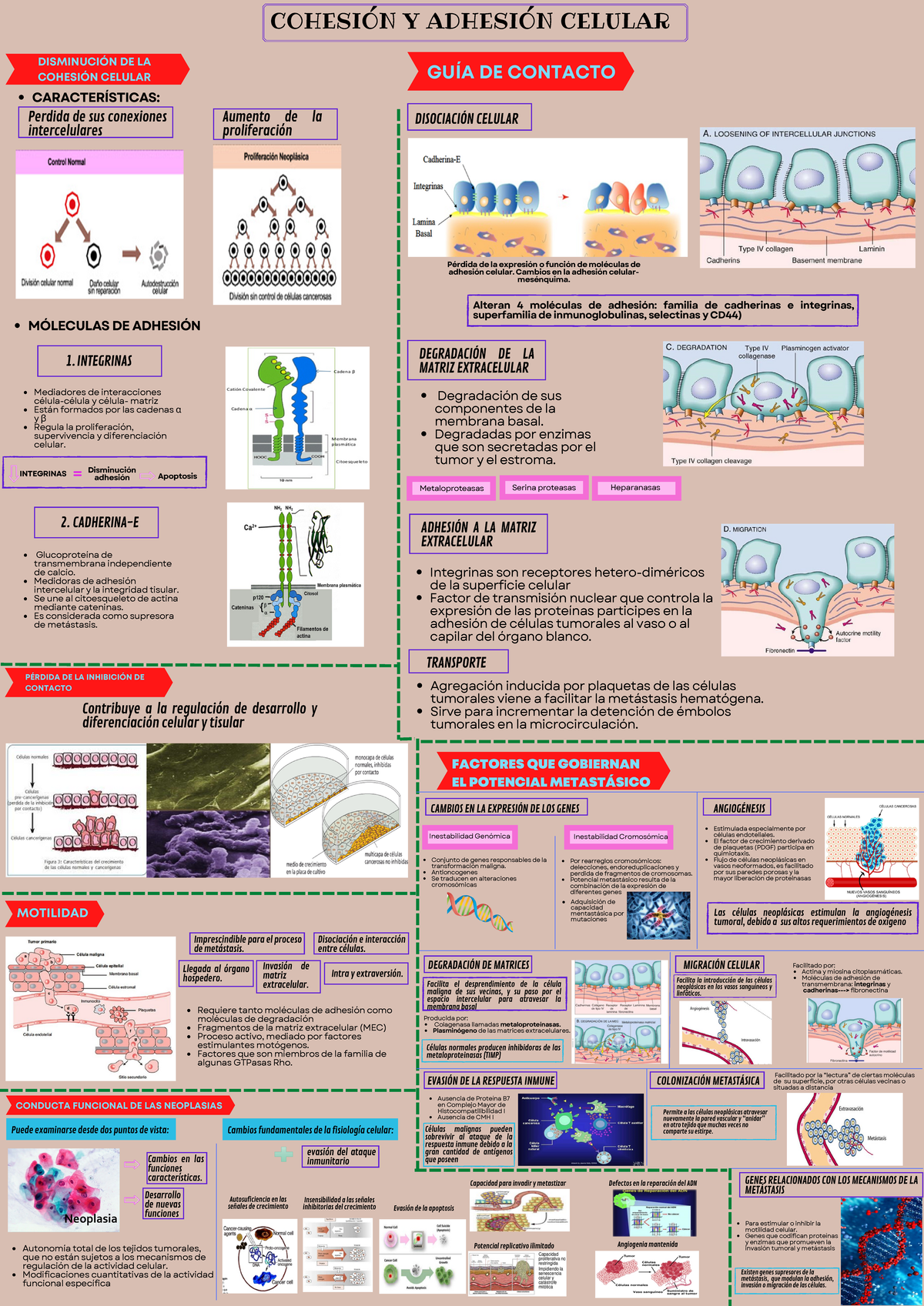 Infografía SEM 7 - Patologia - Aumento de la proliferación INTEGRINAS ...