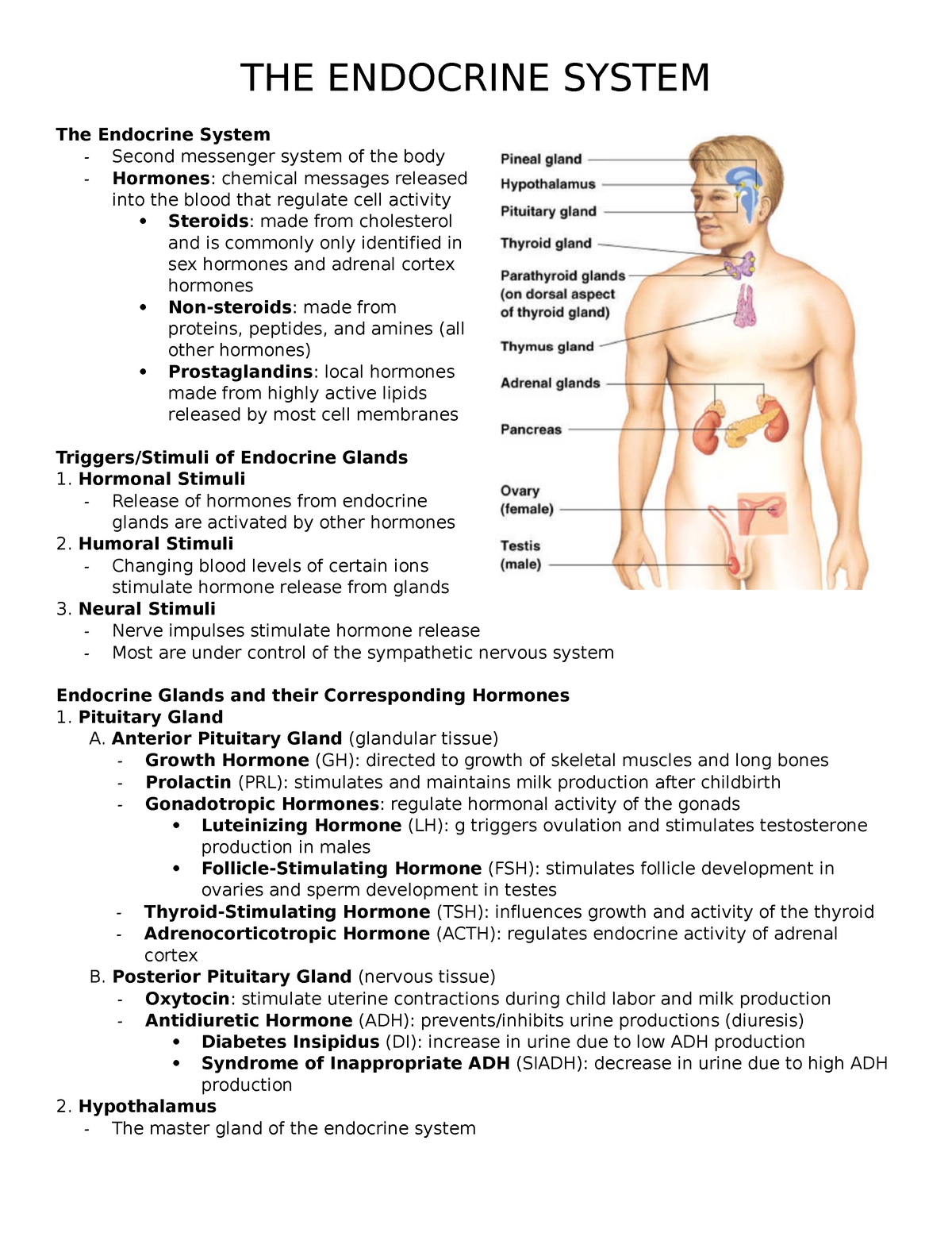 THE- Endocrine- System - THE ENDOCRINE SYSTEM The Endocrine System ...