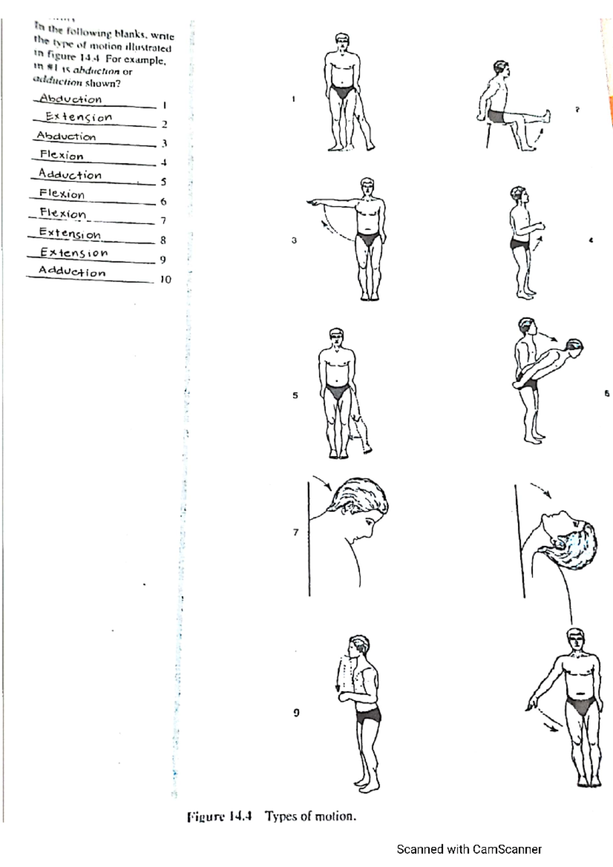 Joints AND Organization OF Muscular System - MEDICAL LABORATORY SCIENE ...