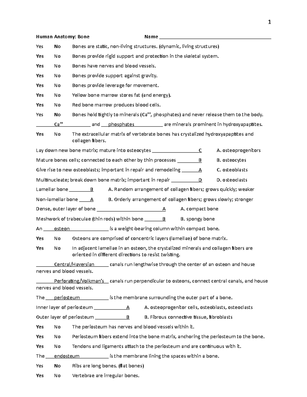 Bio 113- 04 Bone Key - 1 Human Anatomy: Bone Name Yes No Bones are ...