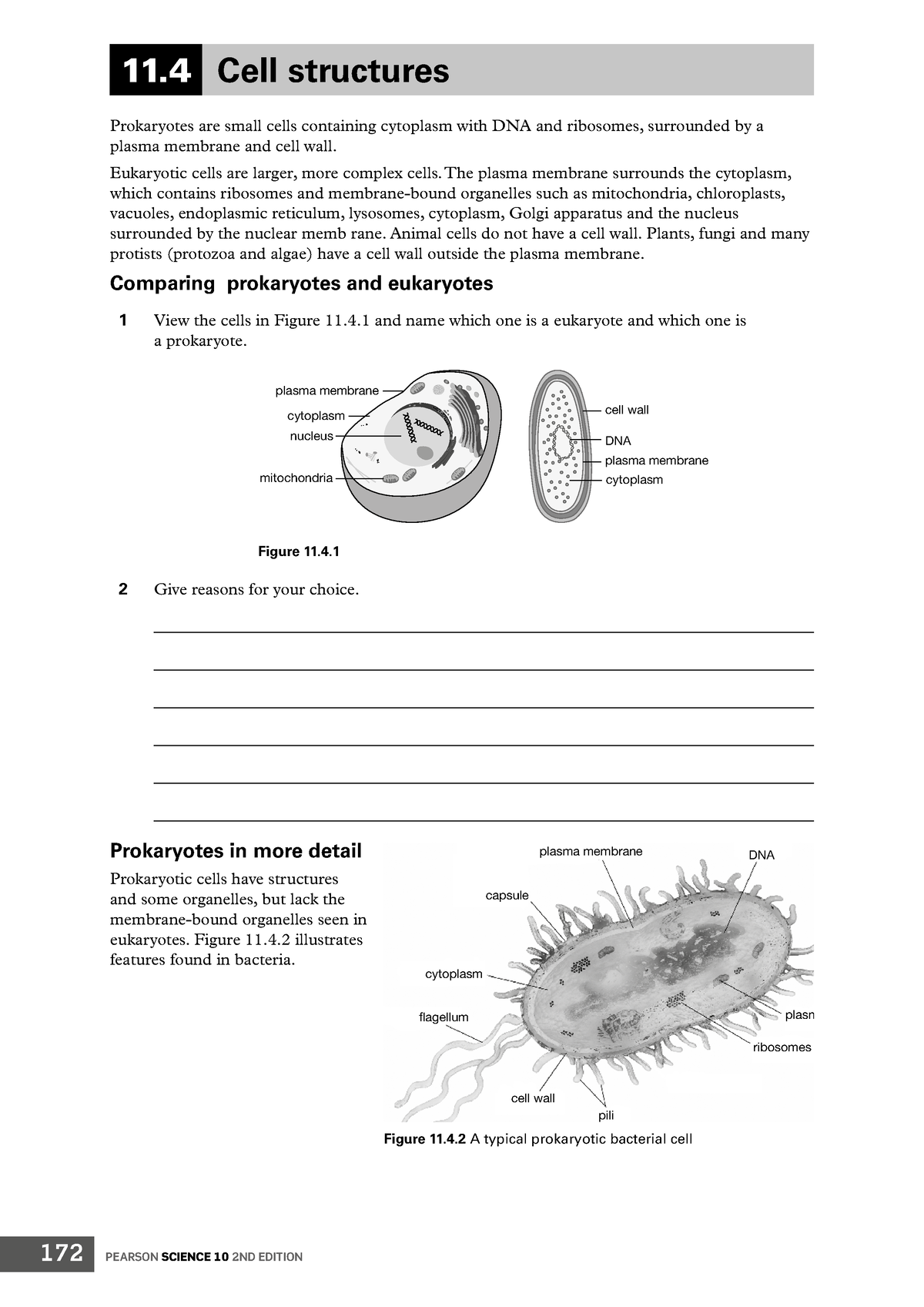 biology worksheet - 11 Cell structures Prokaryotes are small cells ...