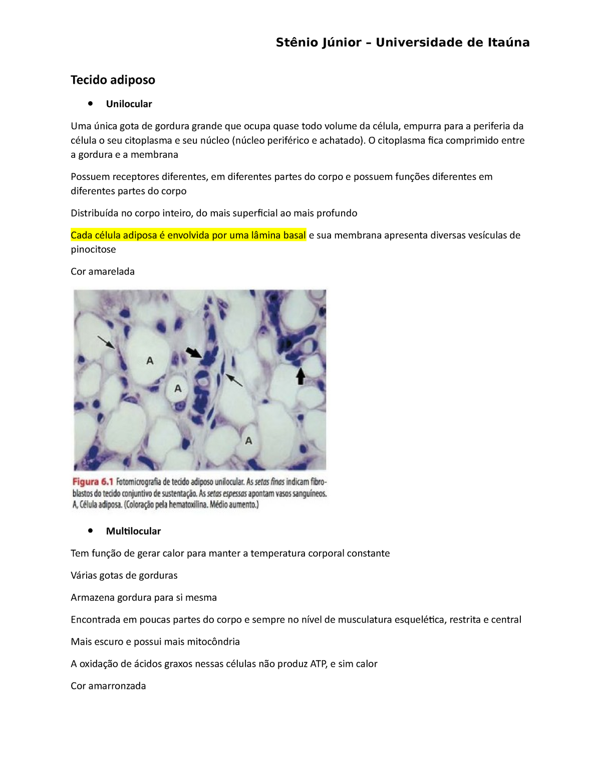 Tecido Adiposo Material Para A Prova De Citologia E Histologia Tecido Adiposo Unilocular Uma