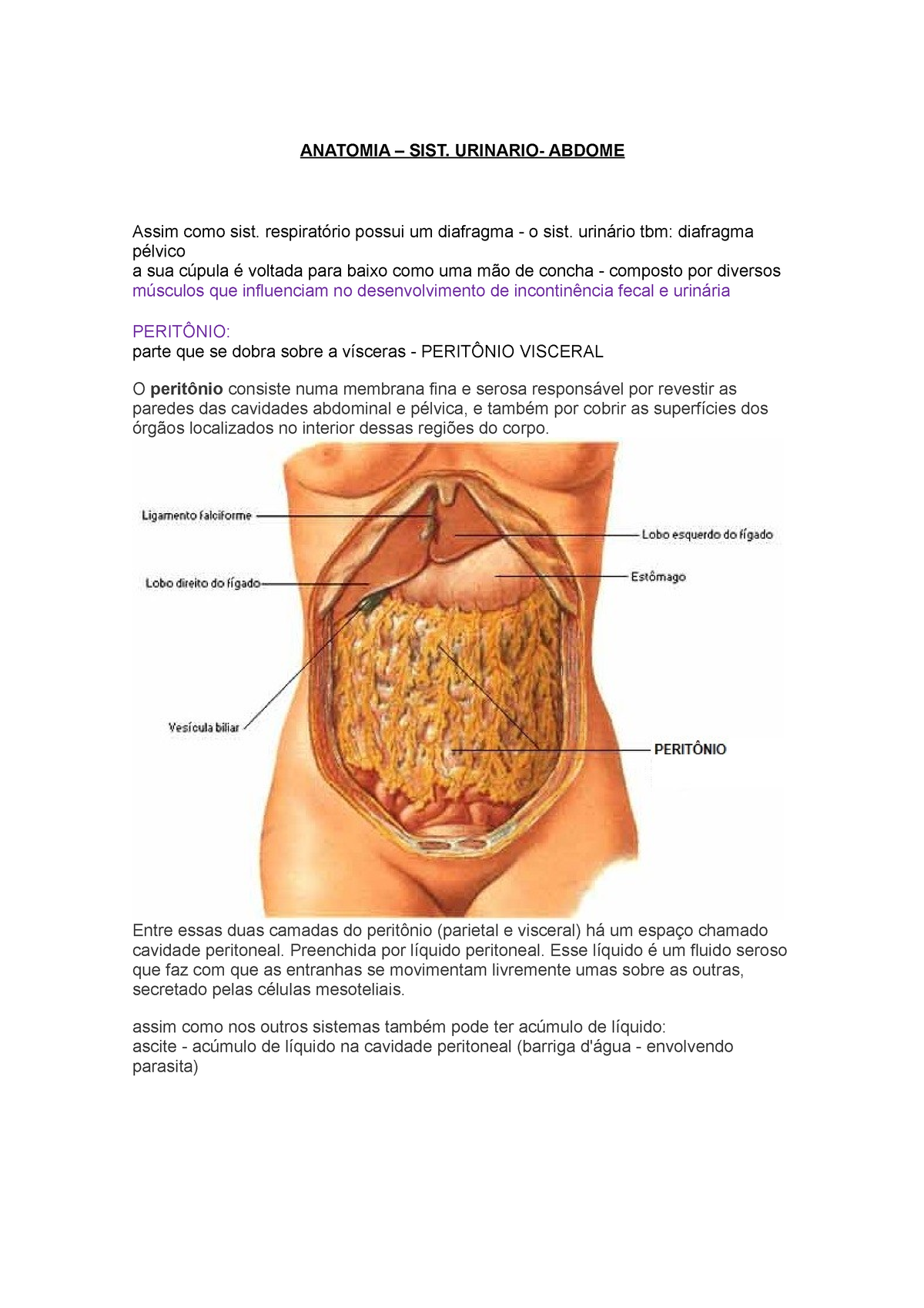 Peritônio e cavidade peritoneal: Anatomia e Função