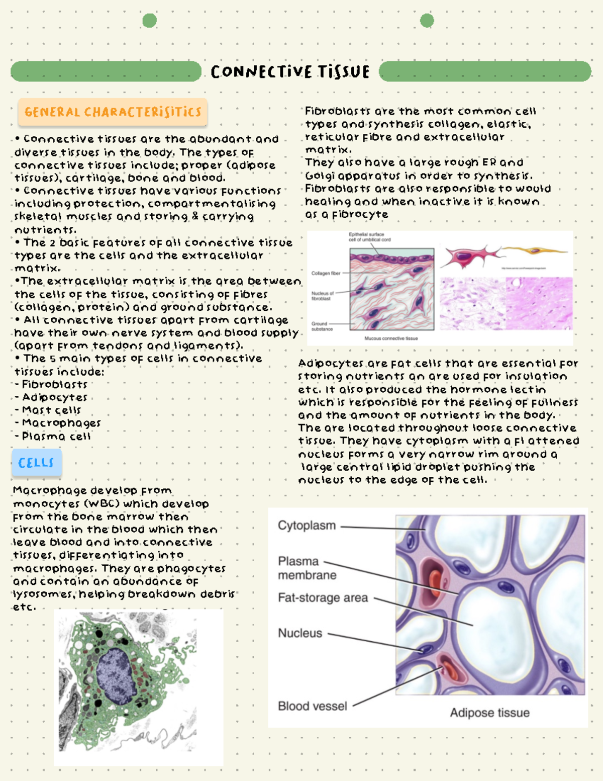 Connective Tissue Notes - ANAT 1001 - Studocu