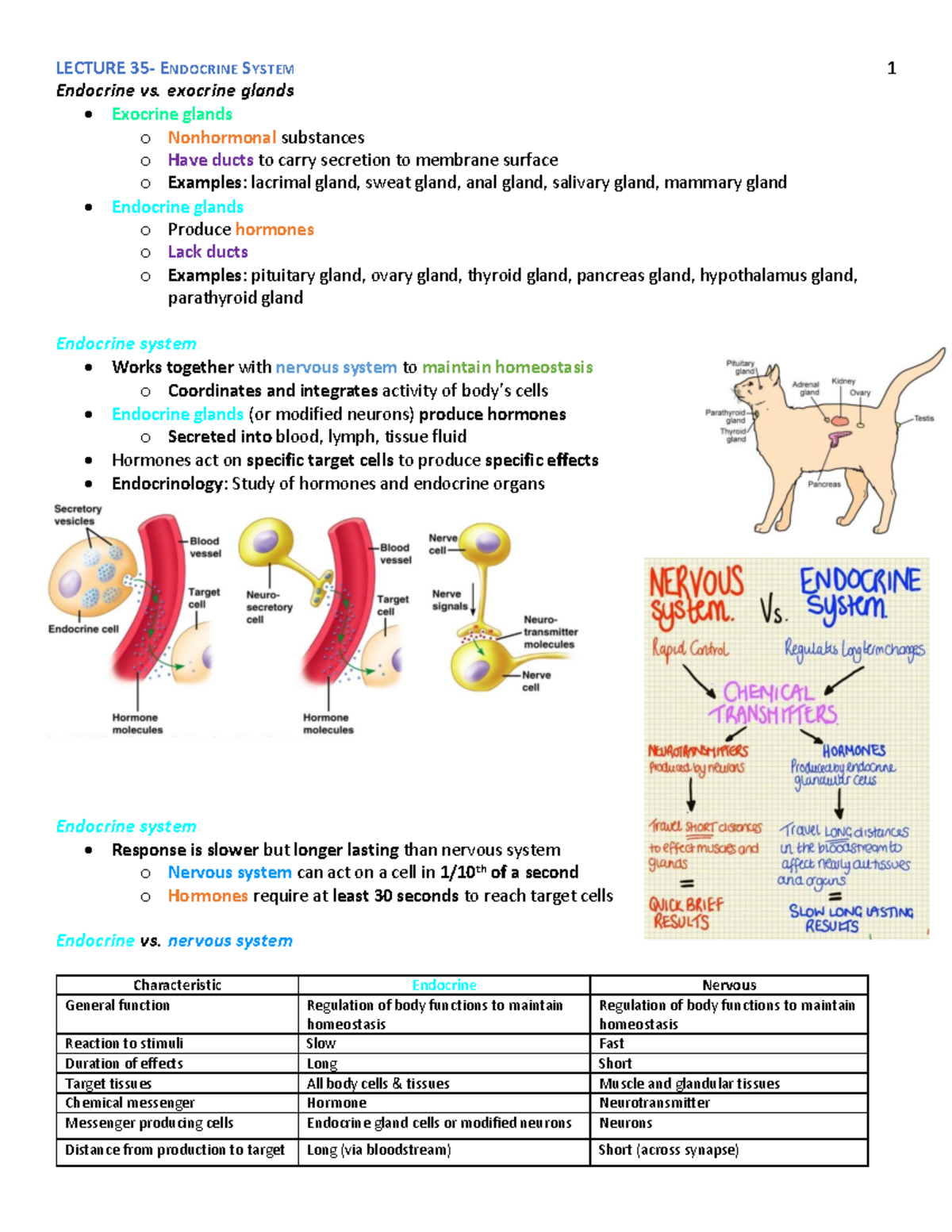 Lecture 35- Endocrine System - Endocrine vs. exocrine glands • Exocrine ...