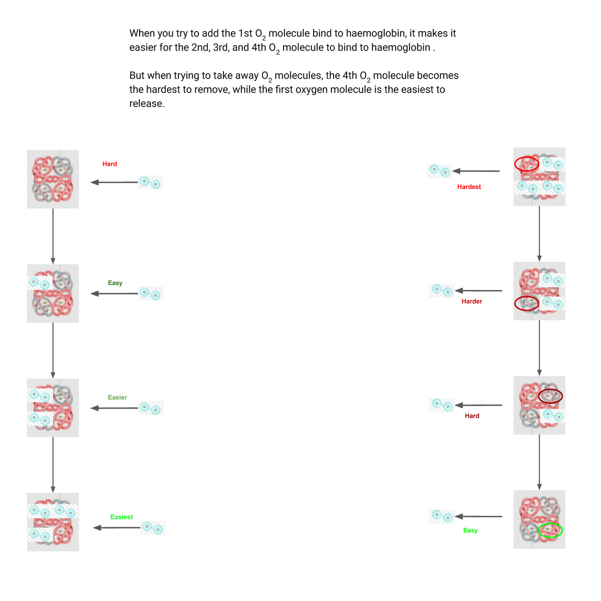 Hb - Visual description of how oxygen binds to haemoglobin ...