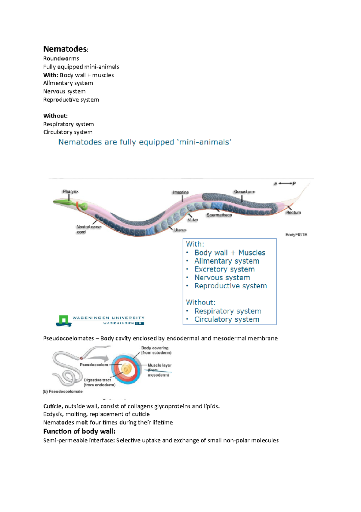 Nematoden Nematodes Roundworms Fully equipped minianimals With