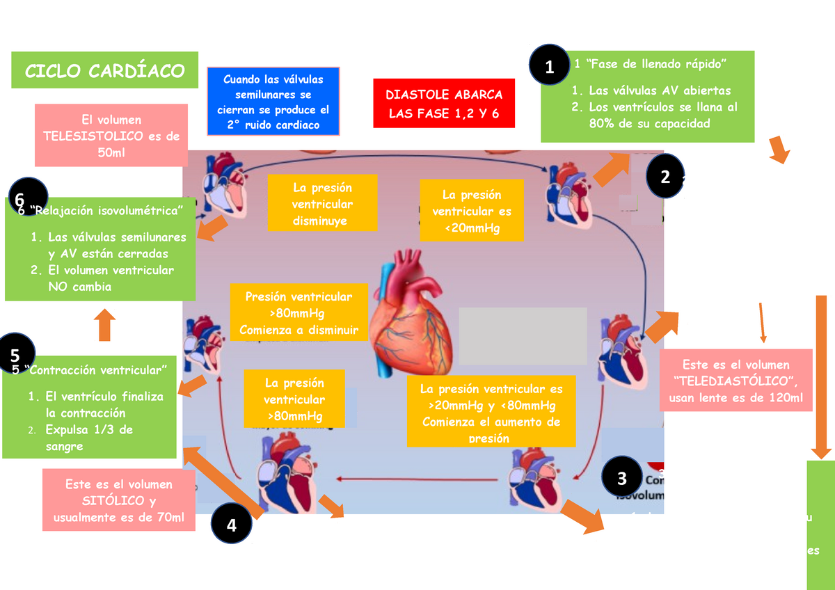 Ciclo Cardiaco - 1 1 “Fase de llenado rápido” Las válvulas AV abiertas Los  ventrículos se llana al - Studocu