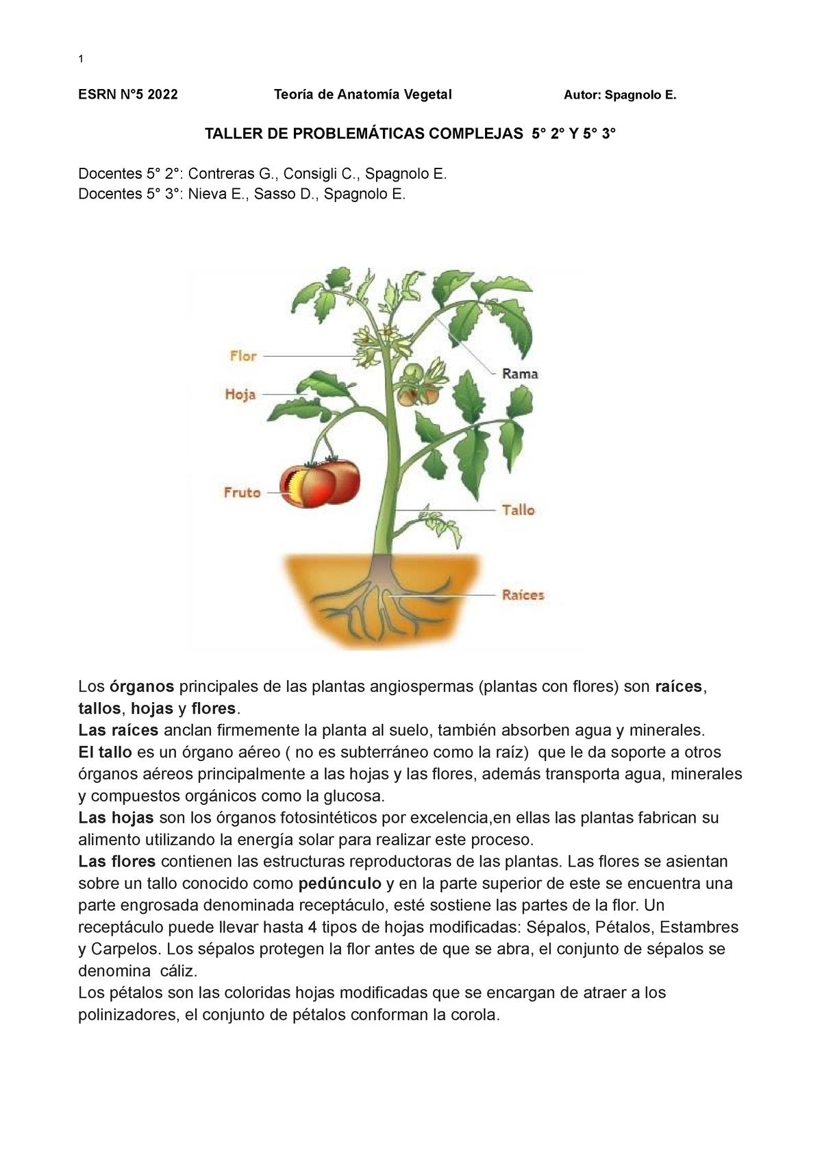 Anexo Teórico Anatomía Vegetal Esrn N°5 2022 Teoría De Anatomía Vegetal Autor Spagnolo E 2205