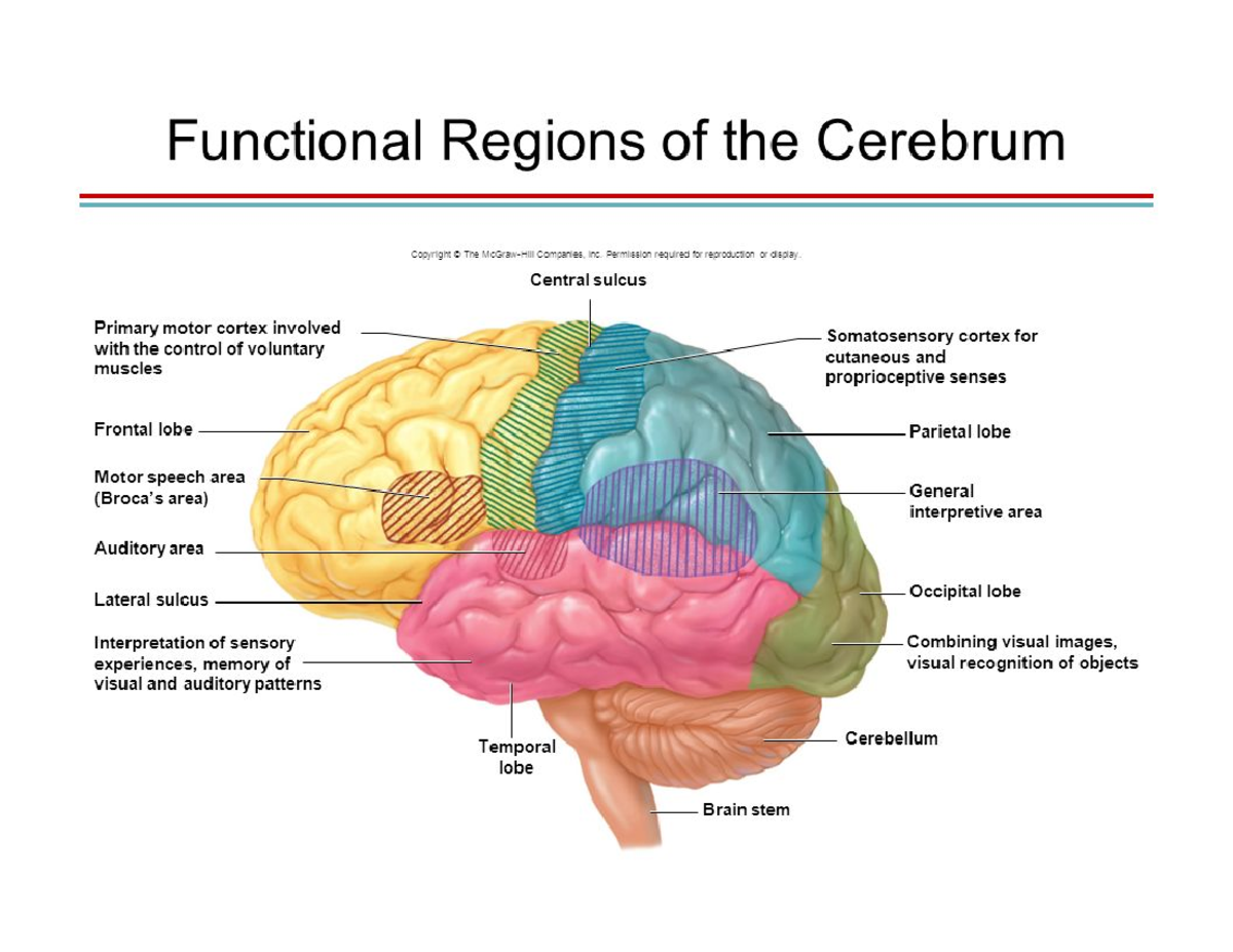 Brain Anatomy and Function - NUR 220 - Studocu