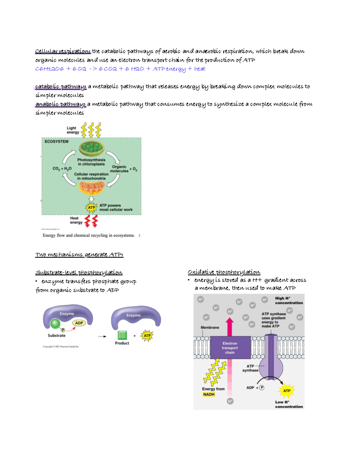 Cellular Respiration - Studocu