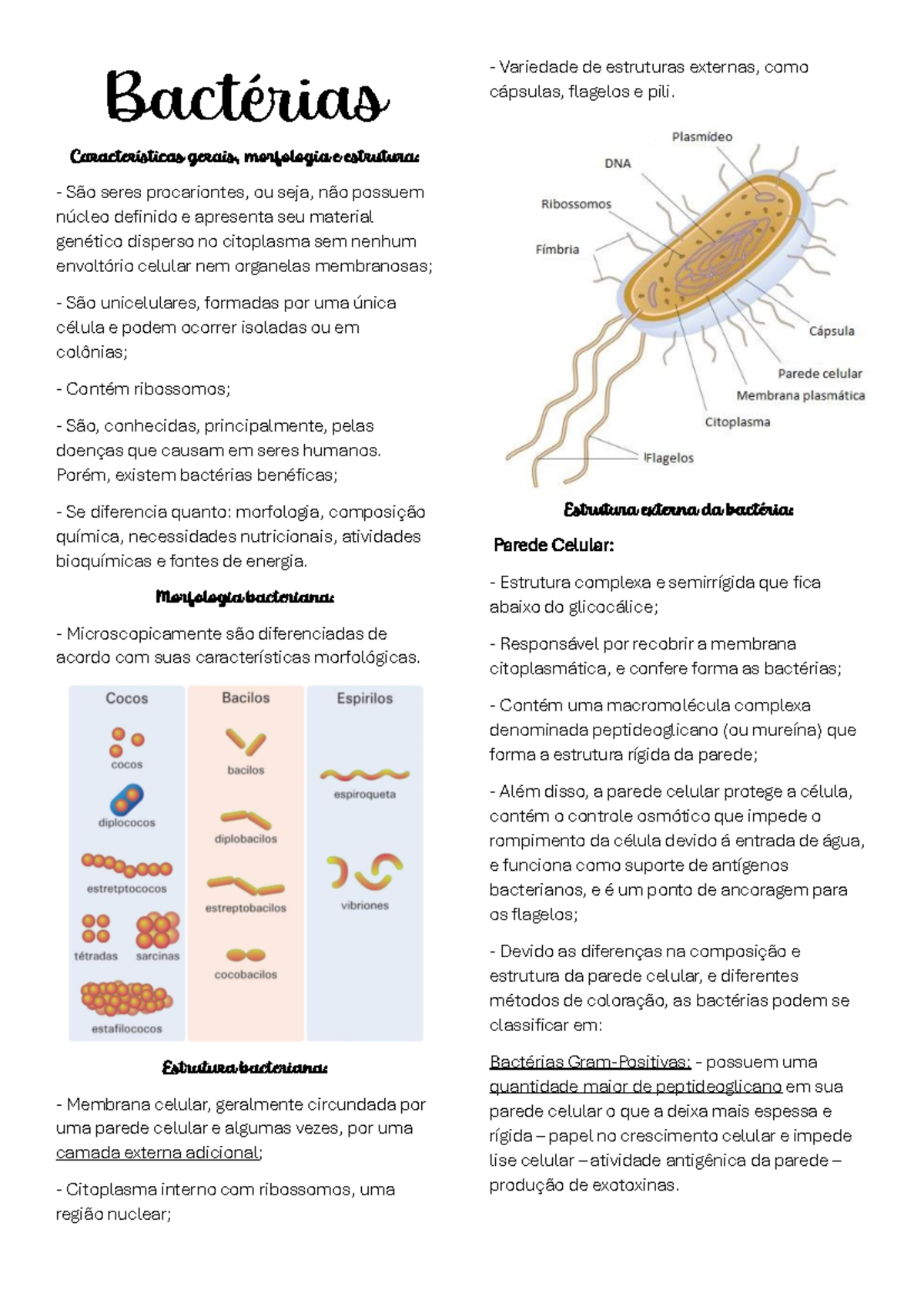 Bactérias - características gerais, morf e estru 240330 212642 ...