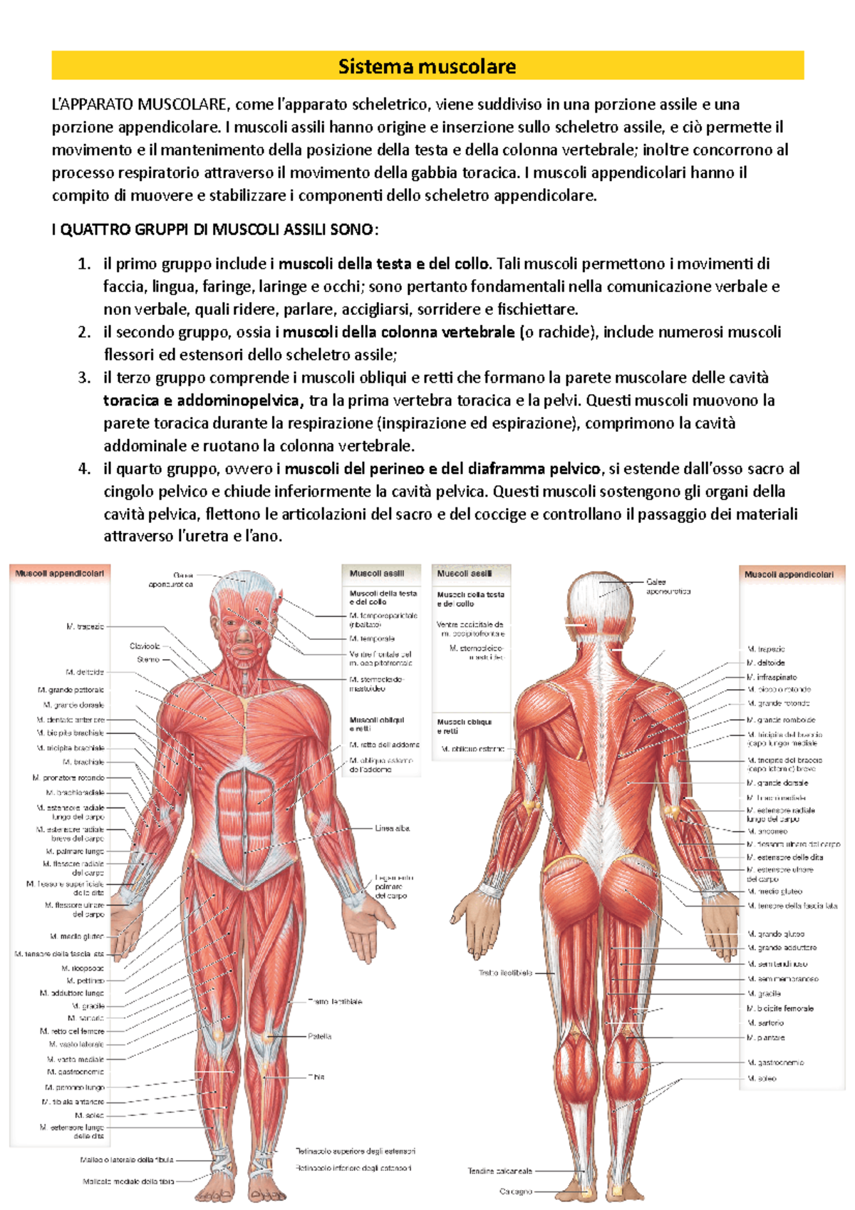 Sistema Muscolare Sistema Muscolare L APPARATO MUSCOLARE Come L 