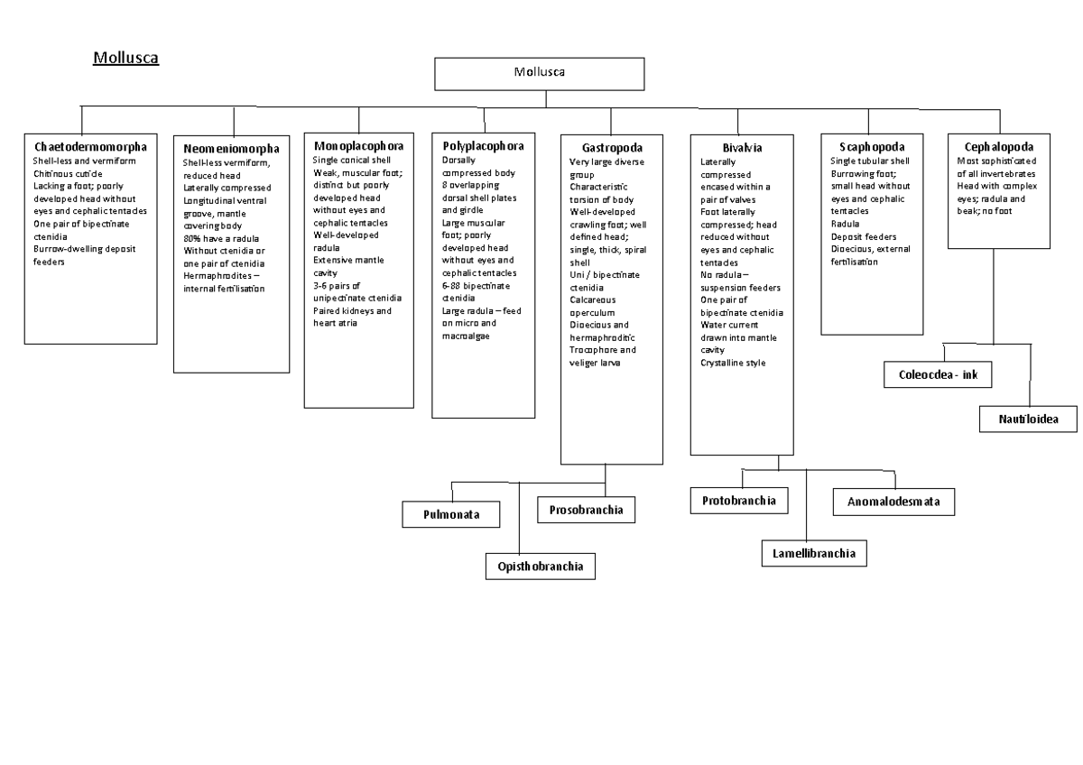 Mollusca - Marty Kurr - Look cover write check - Mollusca ...