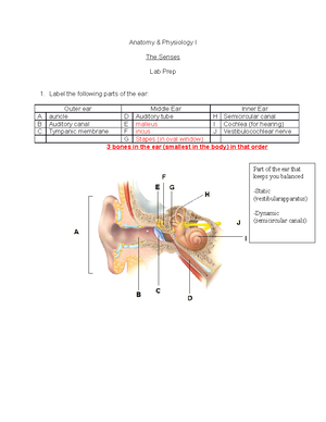 Week 7 Lab - Joints - teacher: Professor Patterson - Anatomy ...
