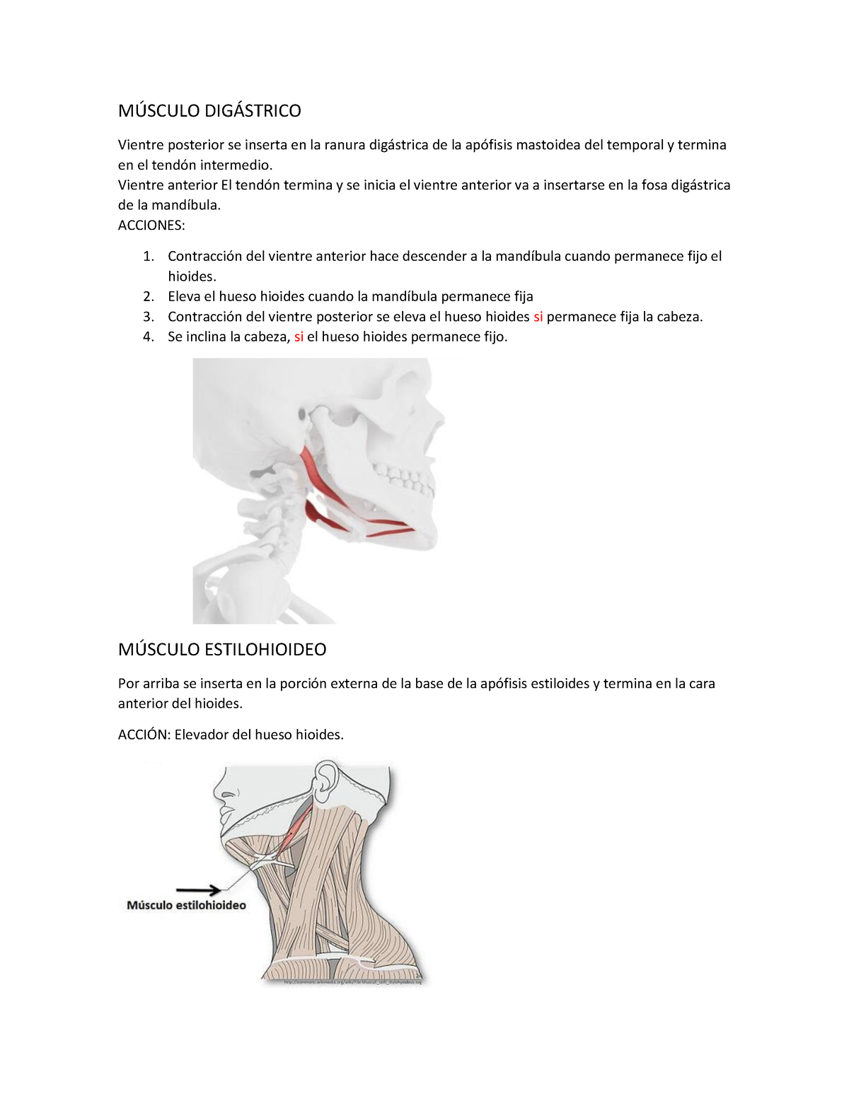 Músculo Digástrico - M⁄SCULO DIG¡STRICO Vientre posterior se inserta en ...