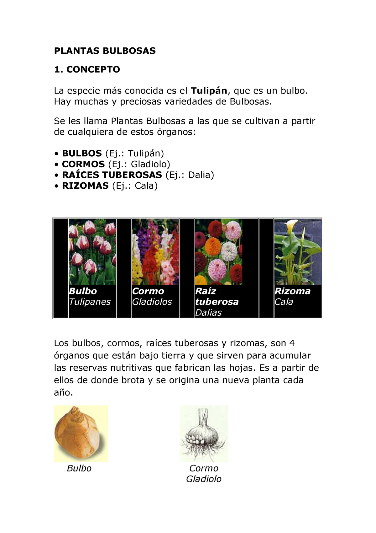 Plantas Bulbosas - PLANTAS BULBOSAS 1. CONCEPTO La especie más conocida es  el Tulipán , que es un - Studocu