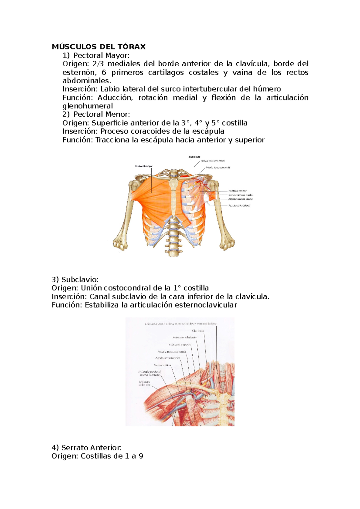 SOLUTION Musculos del torax Studypool