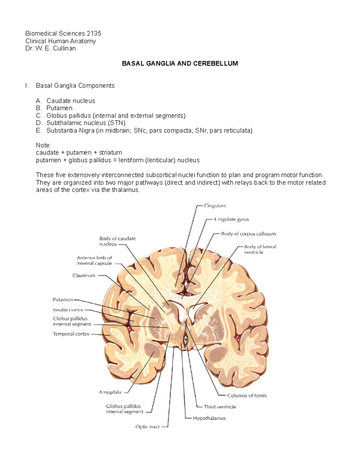 CNS4 - Cullinan, CNS Basal Ganglia and CBL - Biomedical Sciences 2135 ...