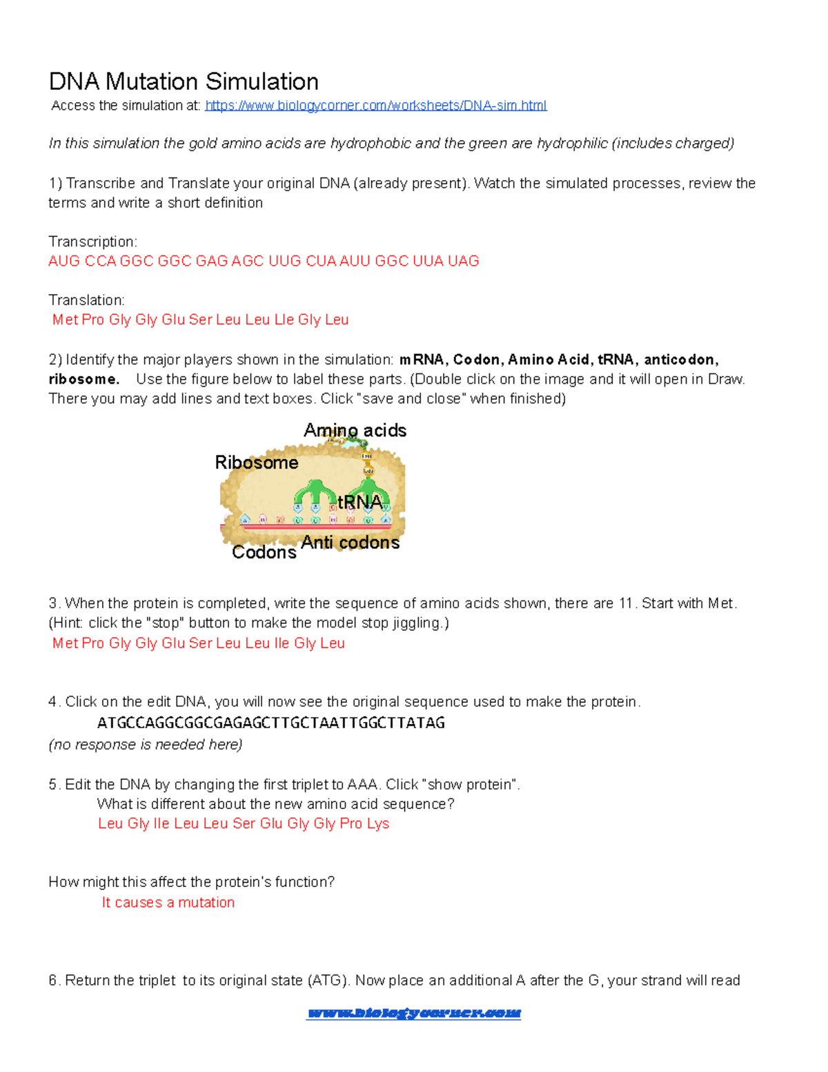 DNA Mutation Simulation Worksheet - DNA Mutation Simulation Access the  simulation at: - Studocu