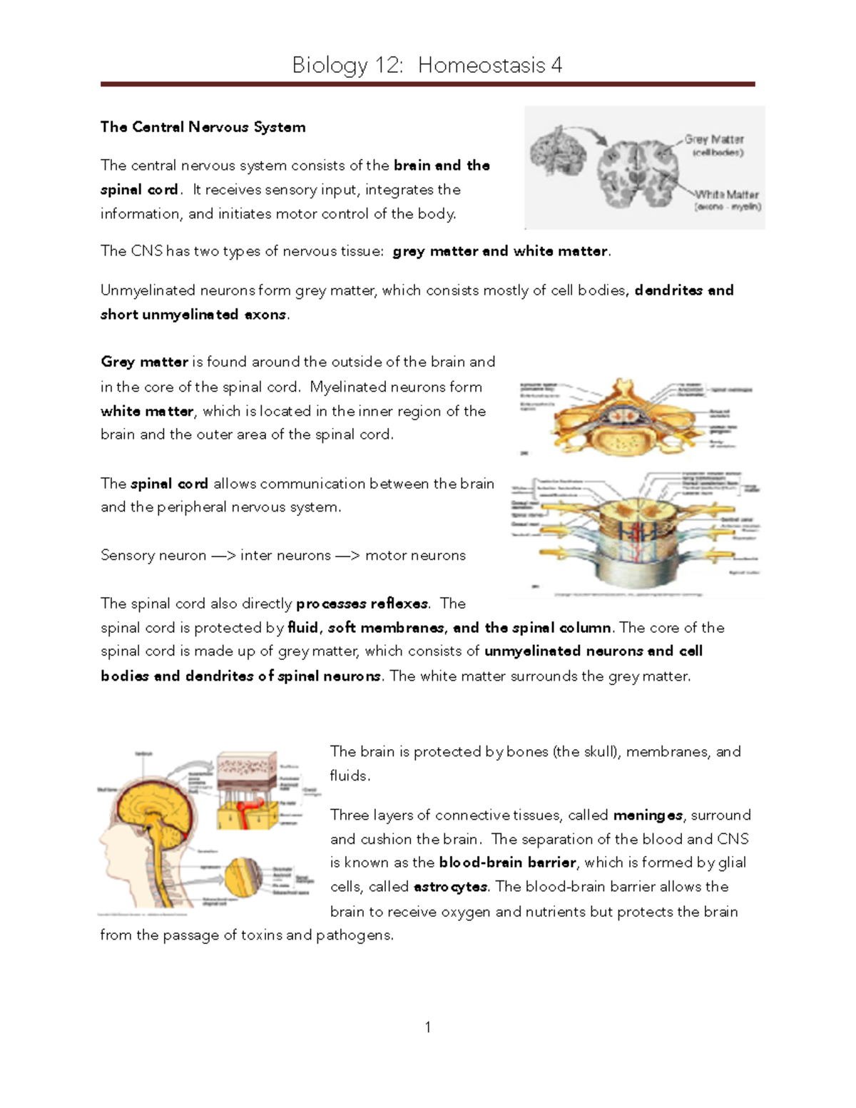 2019 Homeostasis L4 Notes The Central Nervous System The Central Nervous System Consists Of 9409