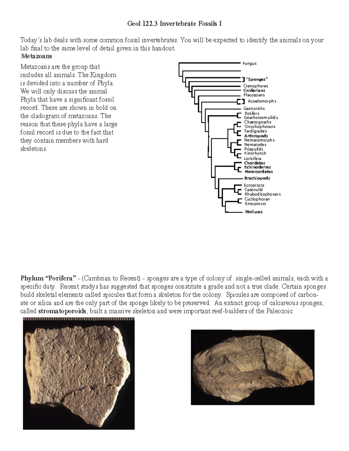 Geol122Lab3 assignment question and answer Geol 122 Invertebrate