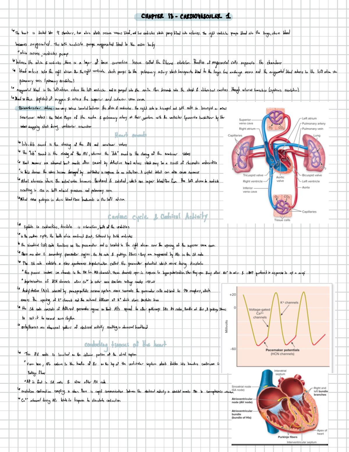 BIOM 3200 - cardiovascular and reproductive textbook notes - CHAPTER 13 ...