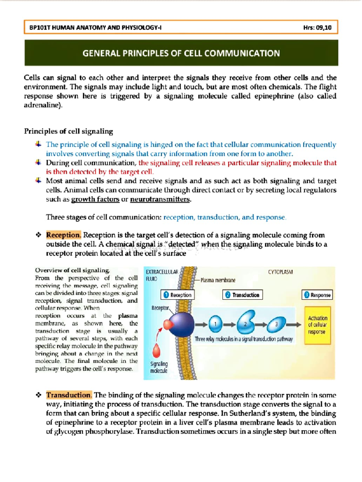 Adobe Scan Nov 19, 2022 - It's lecture notes - BP101T HUMAN ANATOMY AND ...