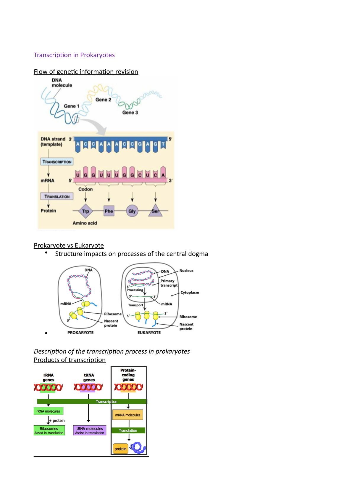 Transcription in Prokaryotes - Transcrip)on in Prokaryotes Flow of gene ...