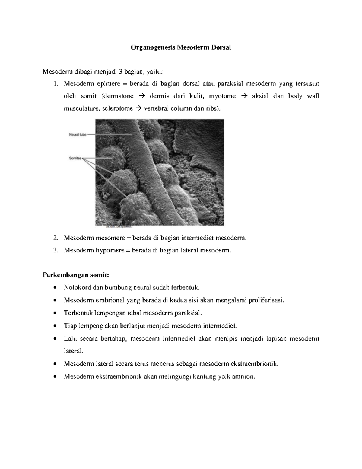 Organogenesis Mesoderm Dorsal - Organogenesis Mesoderm Dorsal Mesoderm ...