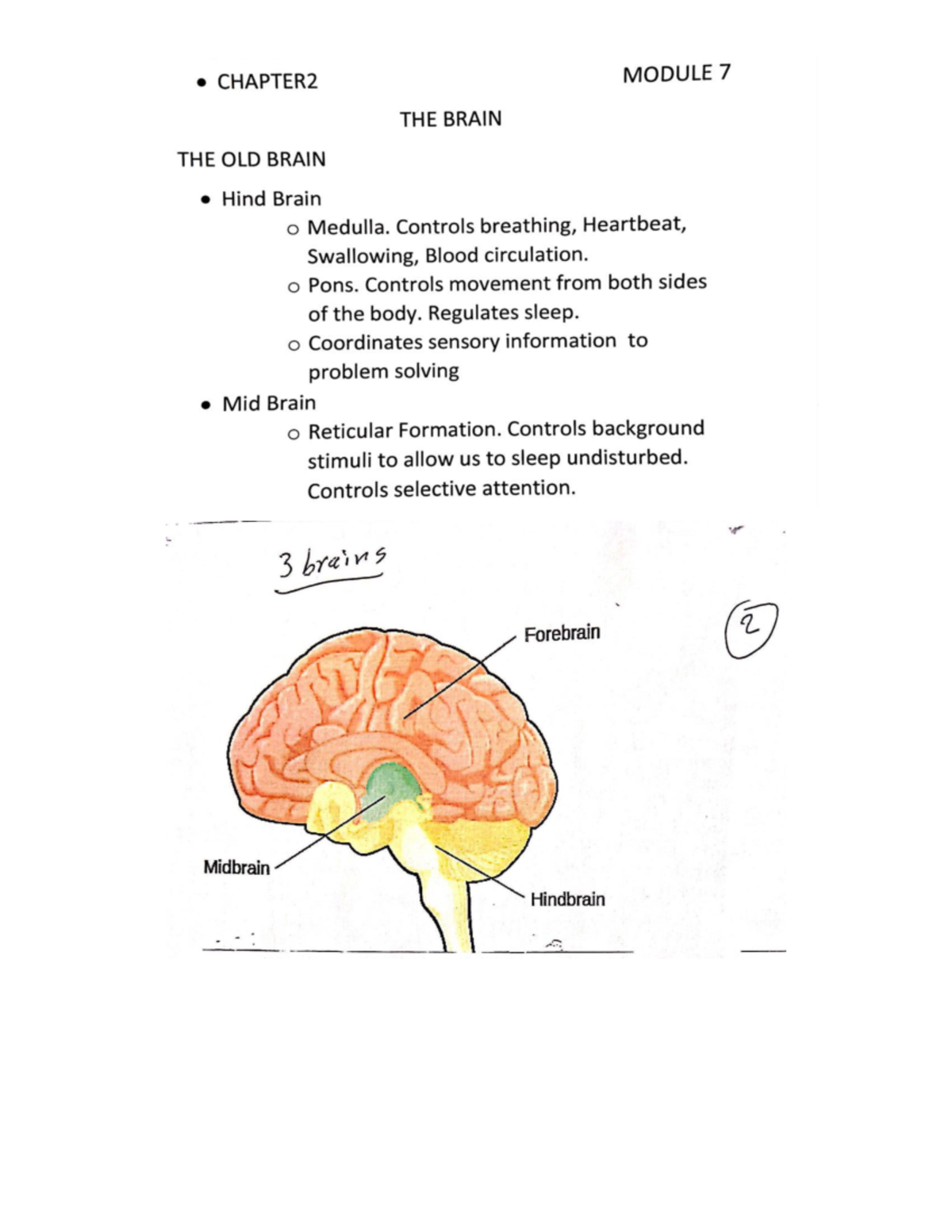Chapter 2- The Brain (Module 7) - CHAPTER2 MODULE 7 THE BRAIN THE OLD ...